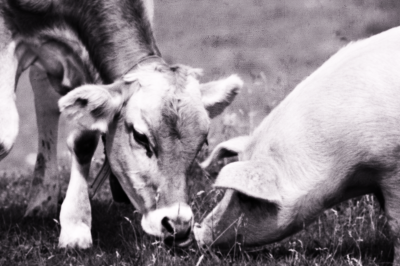 Telling Porkies