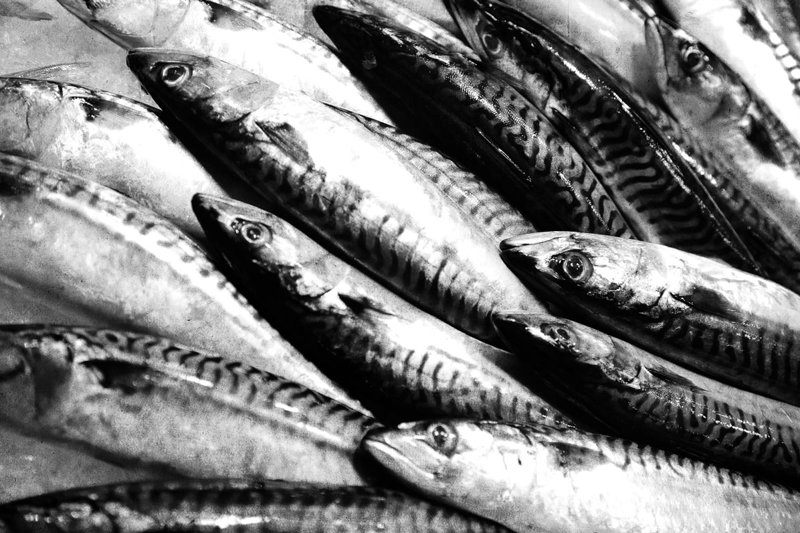 Image: Mackerel